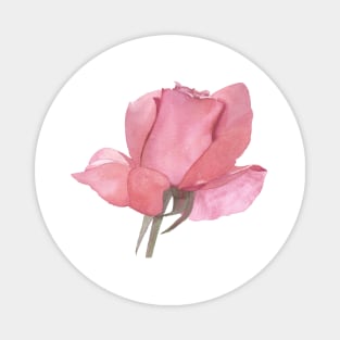 Pink Rose, watercolor painting Magnet